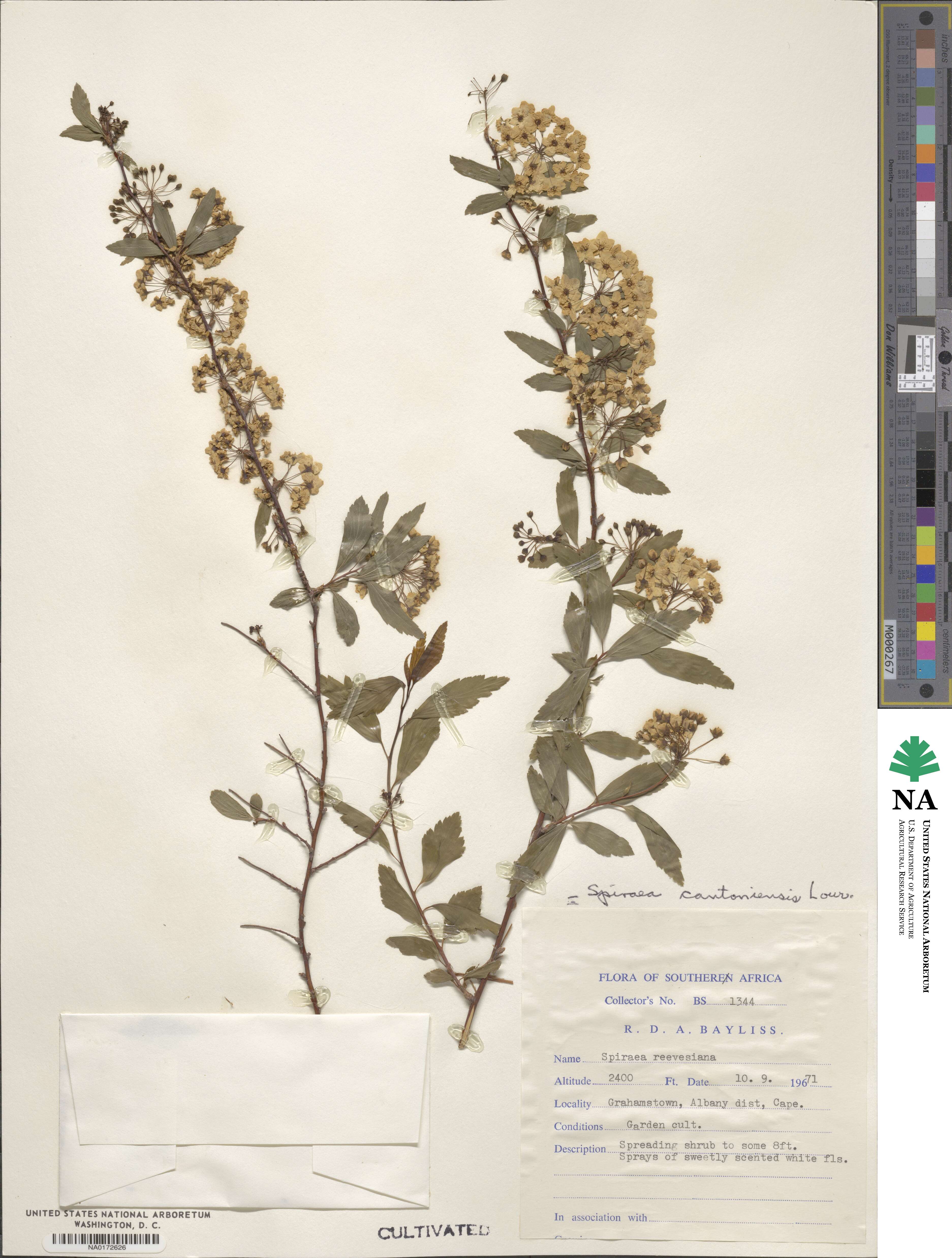 Spiraea cantoniensis image