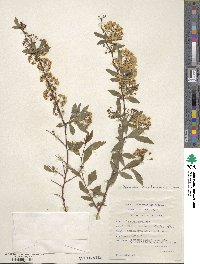 Spiraea cantoniensis image