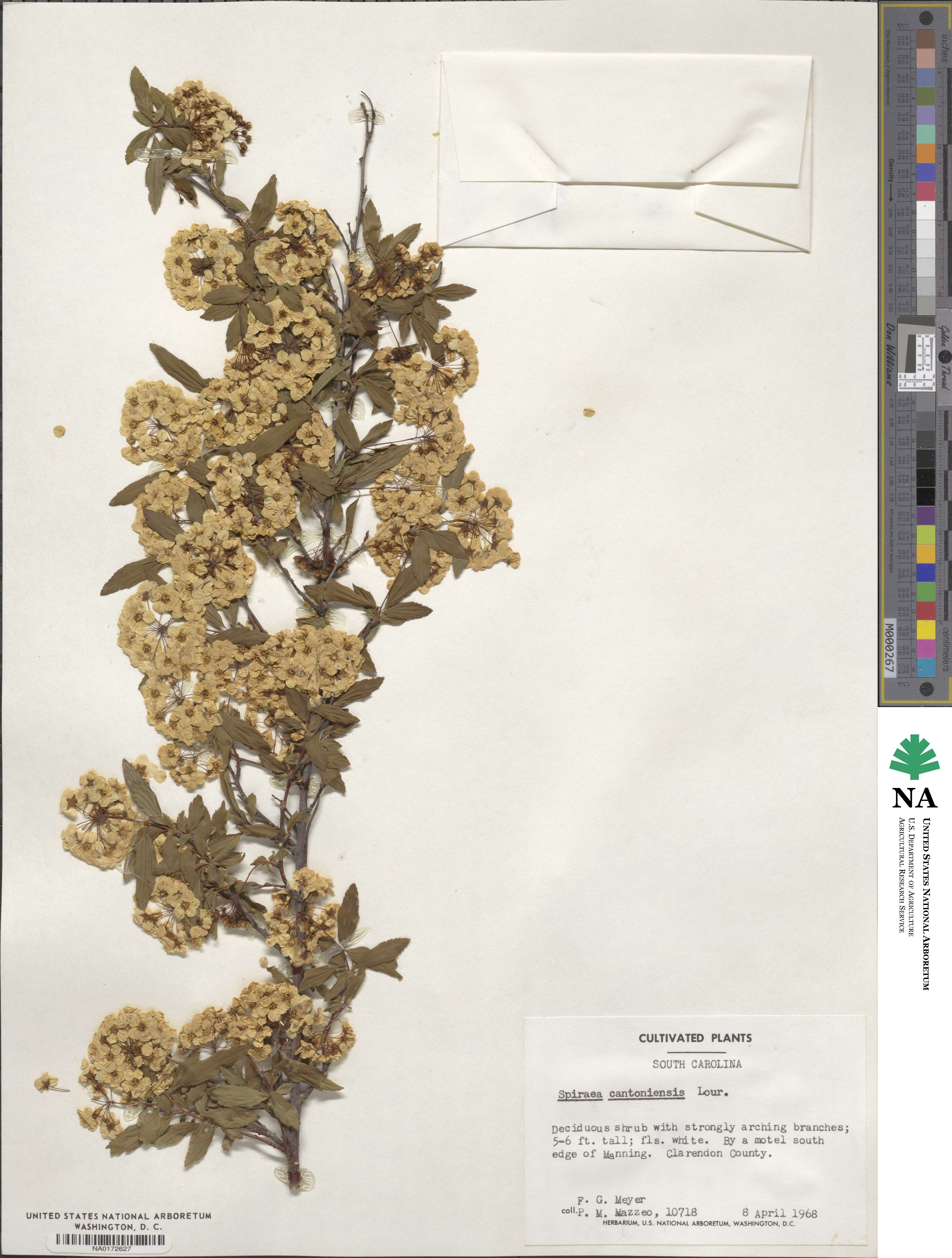 Spiraea cantoniensis image