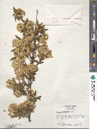 Spiraea cantoniensis image