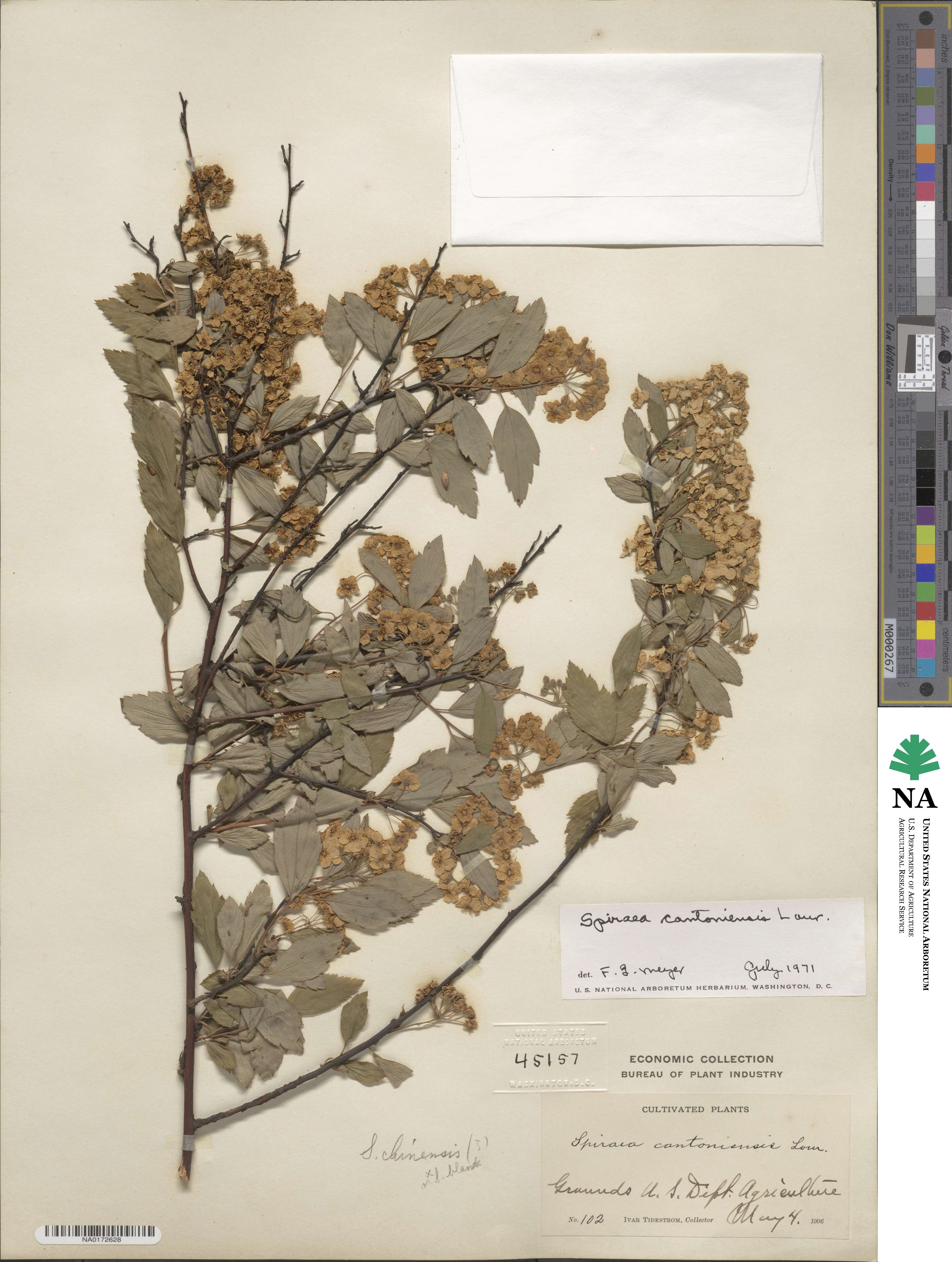 Spiraea cantoniensis image