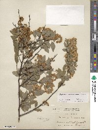 Spiraea cantoniensis image