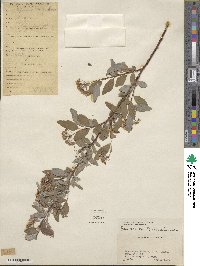 Spiraea cantoniensis image