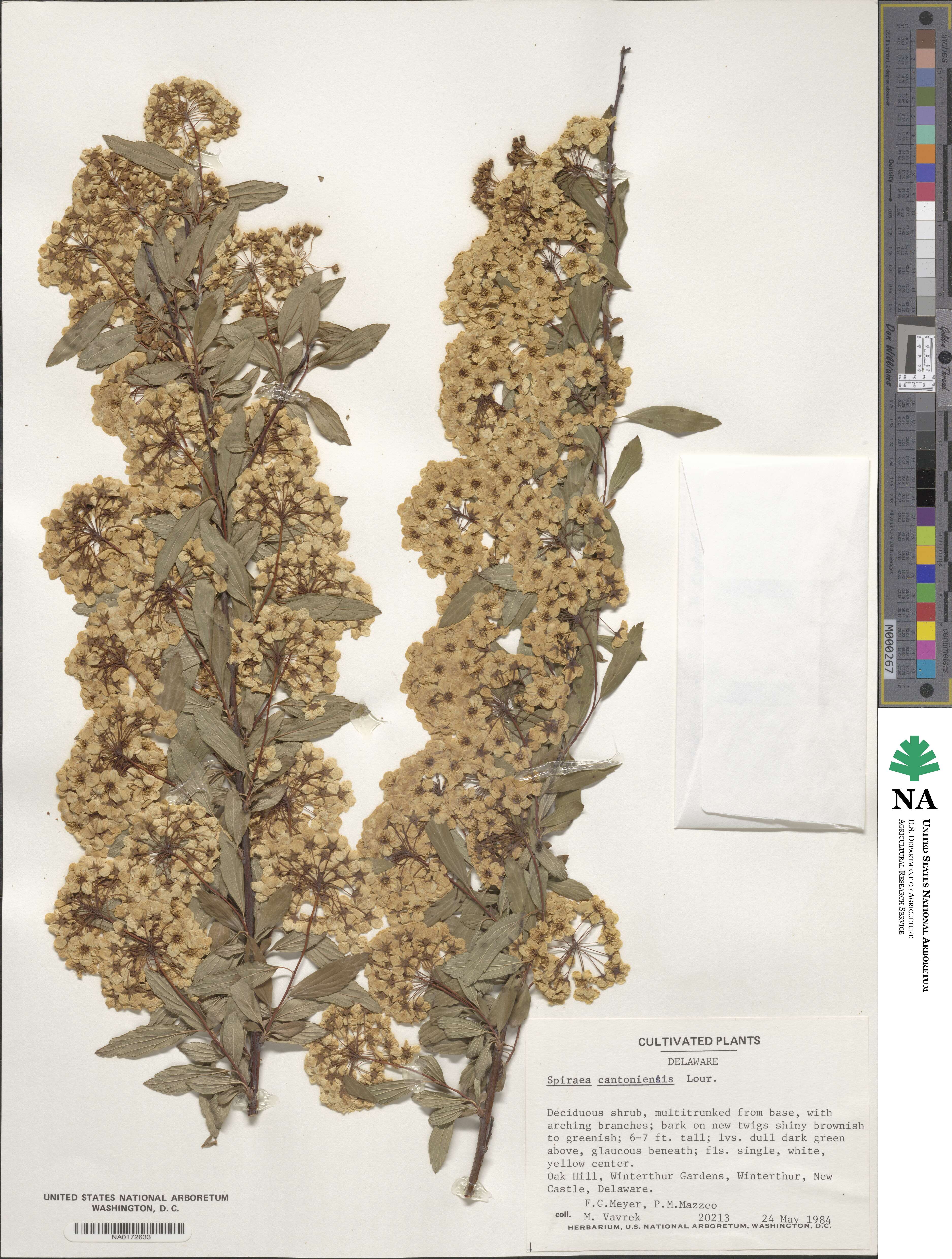 Spiraea cantoniensis image