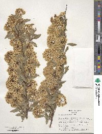 Spiraea cantoniensis image