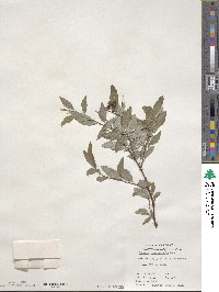 Spiraea cantoniensis image