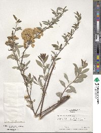 Spiraea cantoniensis image