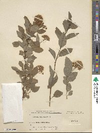 Spiraea chamaedrifolia image