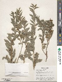 Spiraea chamaedrifolia image