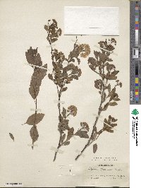 Spiraea chamaedrifolia image