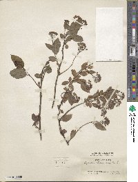 Spiraea chamaedrifolia image