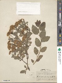 Spiraea chamaedrifolia image