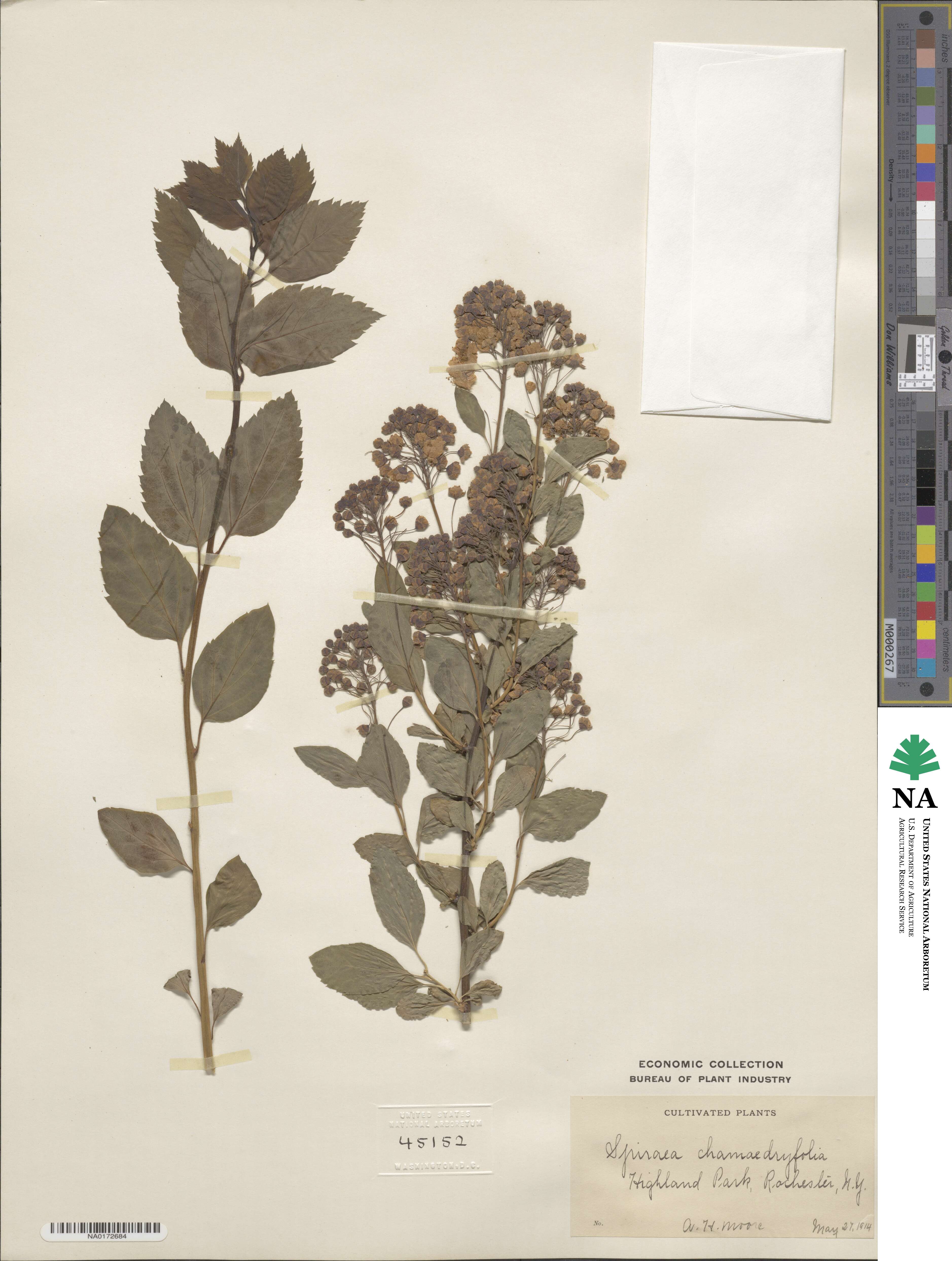Spiraea chamaedrifolia image