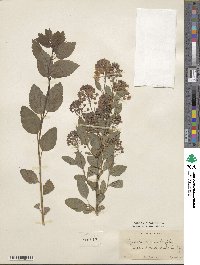 Spiraea chamaedrifolia image