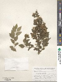 Spiraea chamaedrifolia image