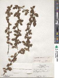 Spiraea chinensis image