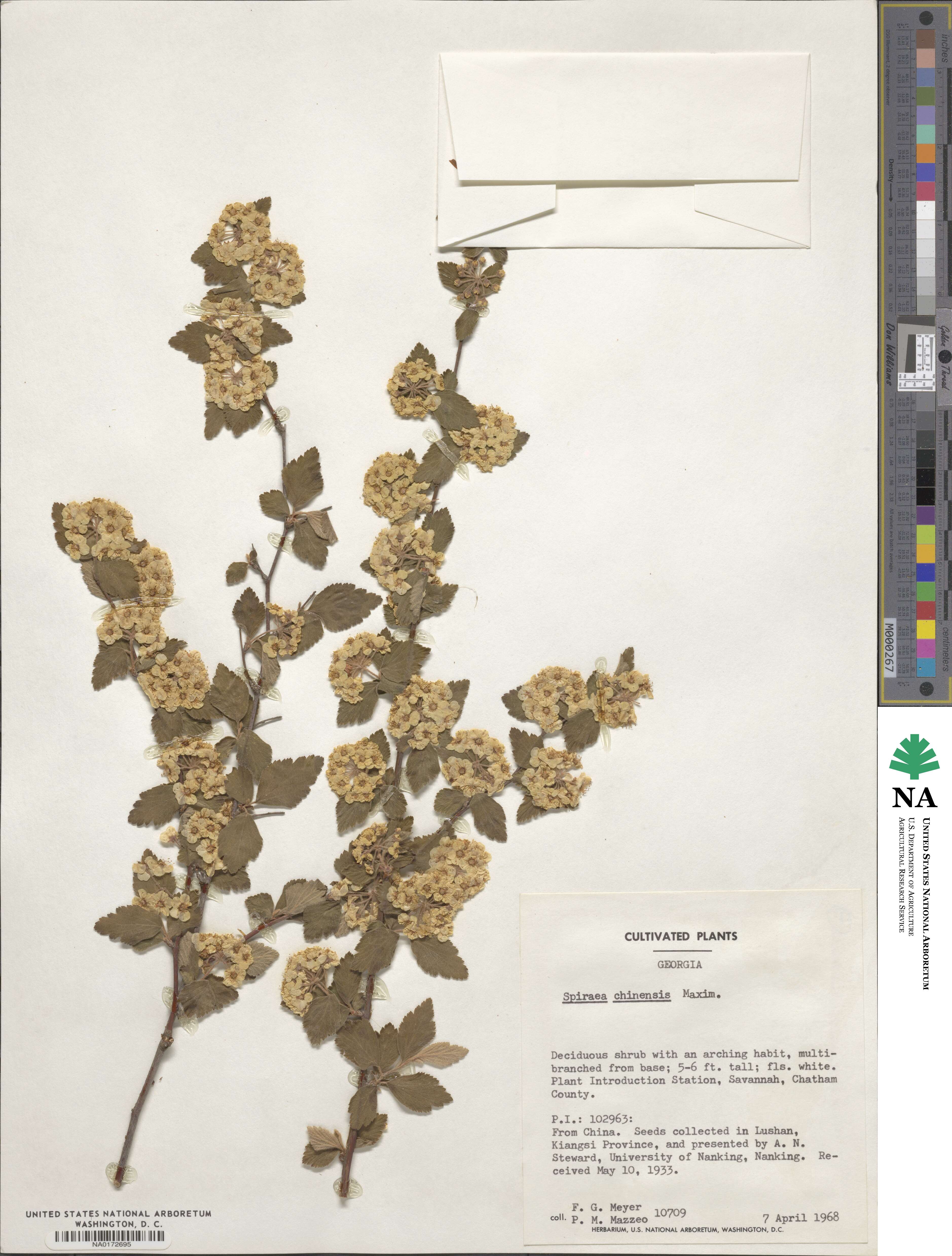 Spiraea chinensis image
