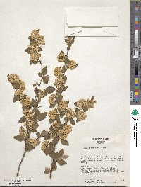 Spiraea chinensis image