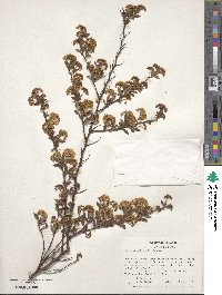 Spiraea chinensis image