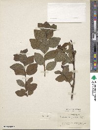 Spiraea corymbosa image