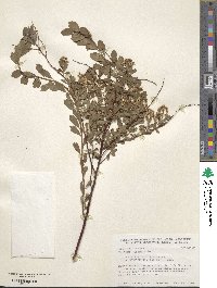 Spiraea crenata image