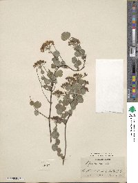 Spiraea crenata image