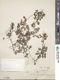 Spiraea crenata image