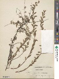 Spiraea crenata image