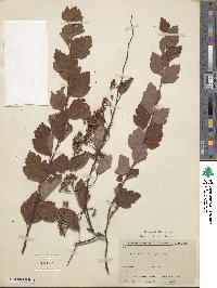 Spiraea dasyantha image