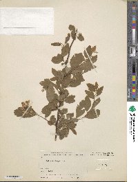 Spiraea dasyantha image