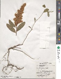 Spiraea douglasii image