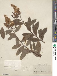 Spiraea douglasii image