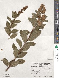 Spiraea douglasii image