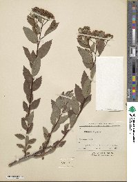 Spiraea amoena image