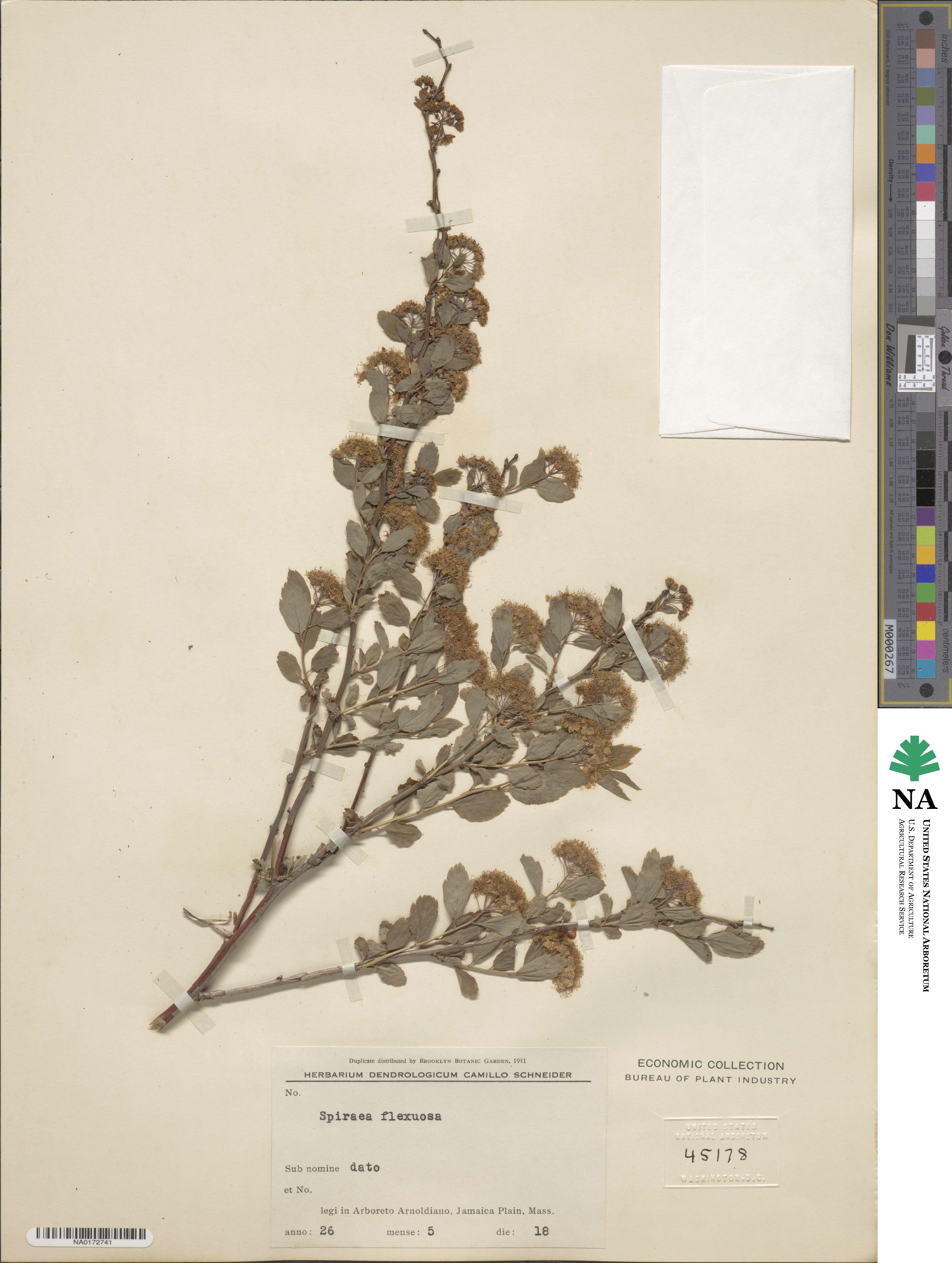 Spiraea flexuosa image