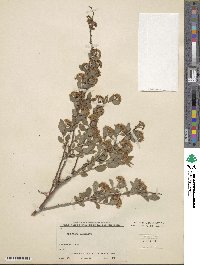 Spiraea flexuosa image