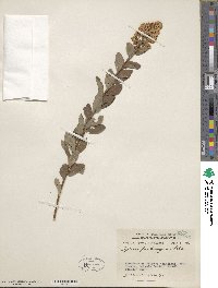 Spiraea canescens image