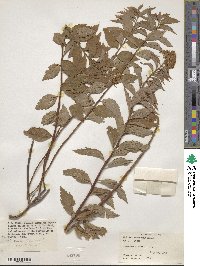 Spiraea formosana image