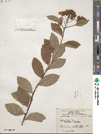 Spiraea japonica image