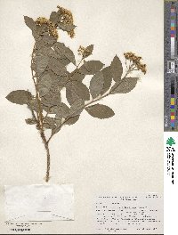 Spiraea fritschiana image