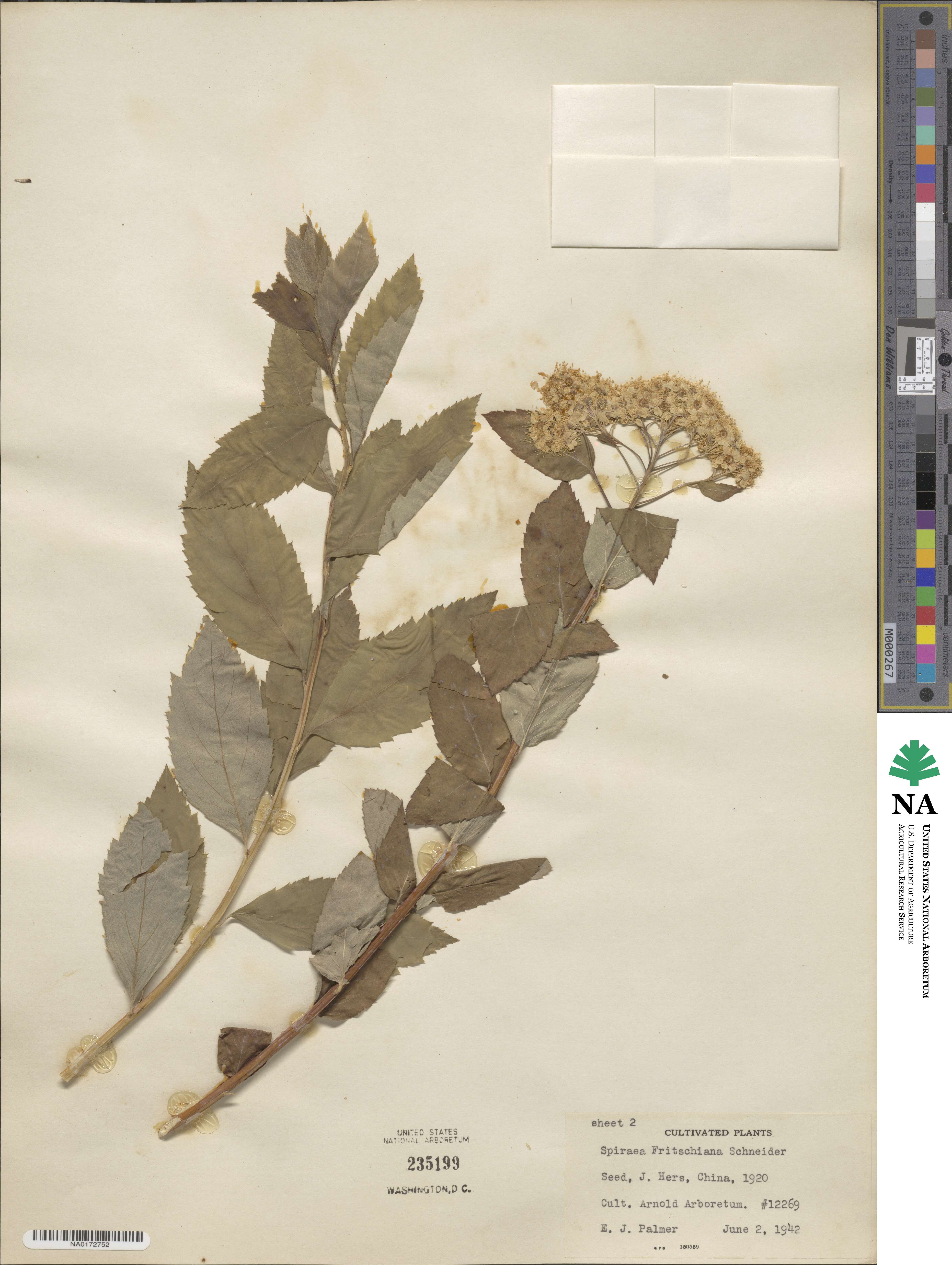 Spiraea fritschiana image