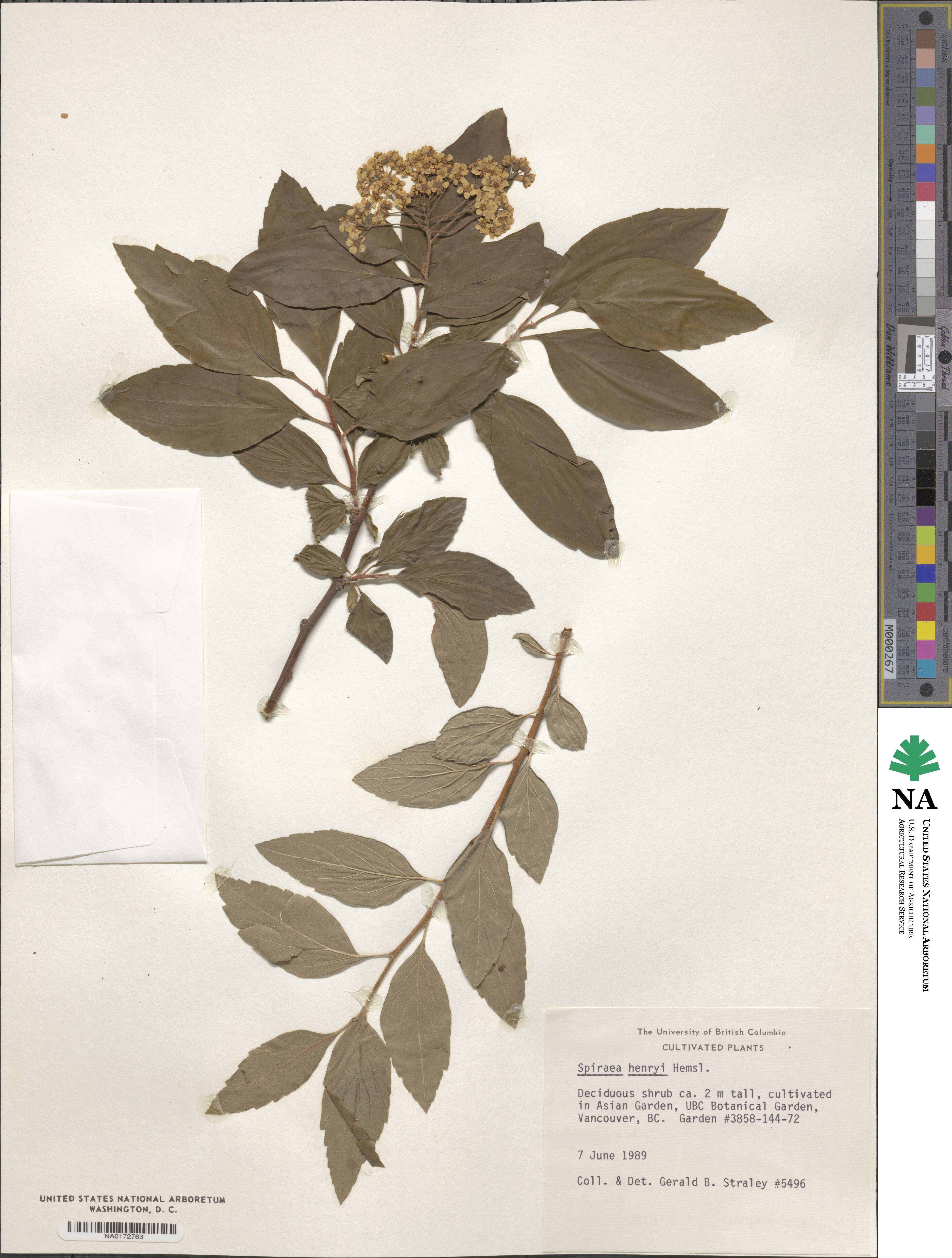 Spiraea henryi image