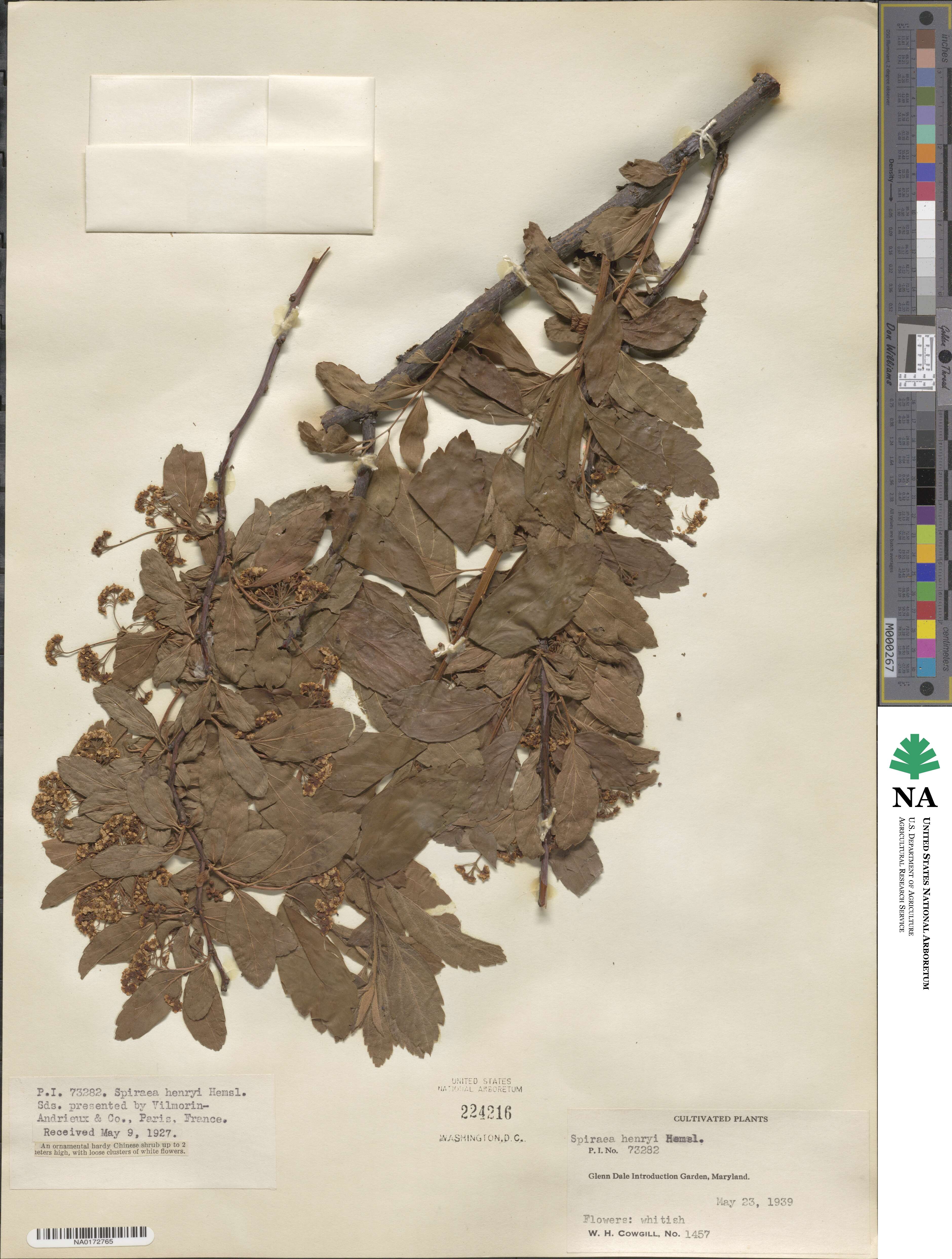 Spiraea henryi image