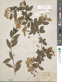 Spiraea henryi image