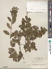 Spiraea henryi image