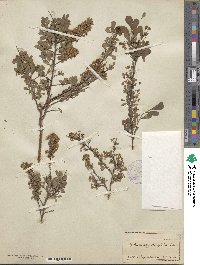 Spiraea hypericifolia image