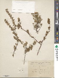 Spiraea hypericifolia image