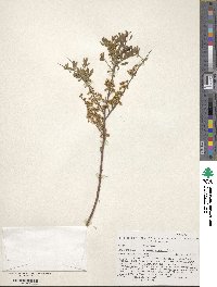 Spiraea hypericifolia image