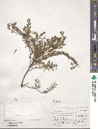 Spiraea hypericifolia image