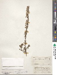 Spiraea hypericifolia image